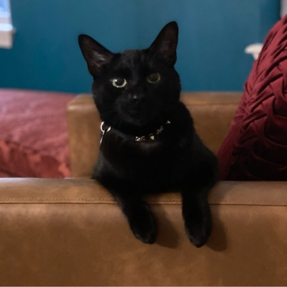 Live listing - Picture 2 of 15